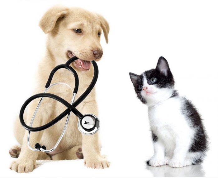 copertura delle spese veterinarie 